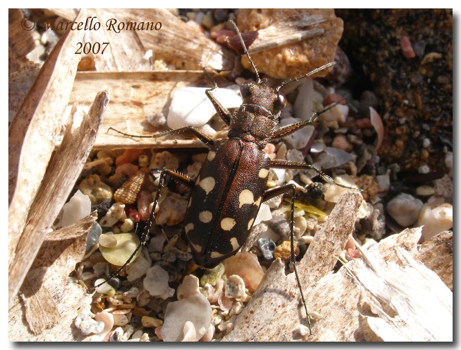 Omaggio alla pi bella cicindela di Sicilia: Calomera lugens